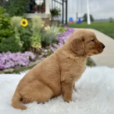 Golden Retriever puppy for sale