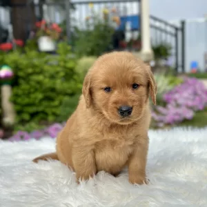 Golden Retriever puppy for sale
