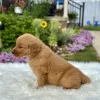 Golden Retriever puppy for sale