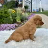Golden Retriever puppy for sale