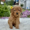 F1 Mini Goldendoodle puppy for sale