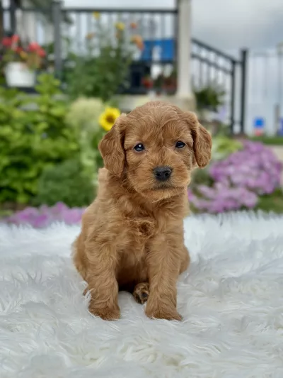 F1 Mini Goldendoodle puppy for sale