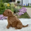 F1 Mini Goldendoodle puppy for sale
