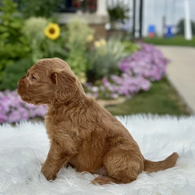 F1 Mini Goldendoodle puppy for sale