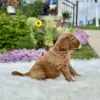 F1 Mini Goldendoodle puppy for sale