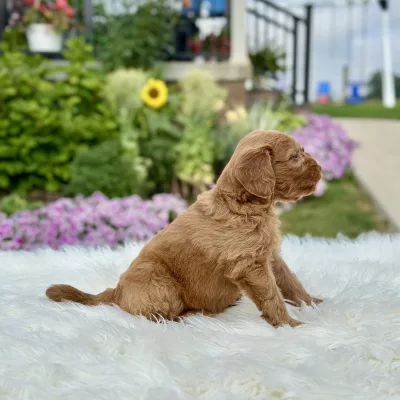 F1 Mini Goldendoodle puppy for sale