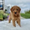 F1 Mini Goldendoodle puppy for sale