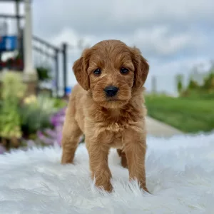 F1 Mini Goldendoodle puppy for sale