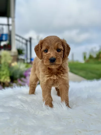 F1 Mini Goldendoodle puppy for sale