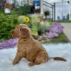 F1 Mini Goldendoodle puppy for sale