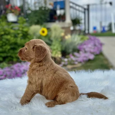 F1 Mini Goldendoodle puppy for sale
