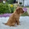 F1 Mini Goldendoodle puppy for sale