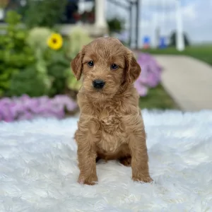 F1 Mini Goldendoodle puppy for sale