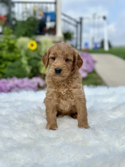 F1 Mini Goldendoodle puppy for sale