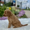 F1 Mini Goldendoodle puppy for sale