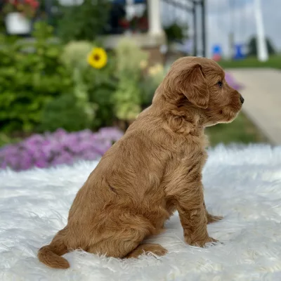 F1 Mini Goldendoodle puppy for sale