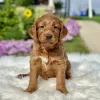 F1 Mini Goldendoodle puppy for sale