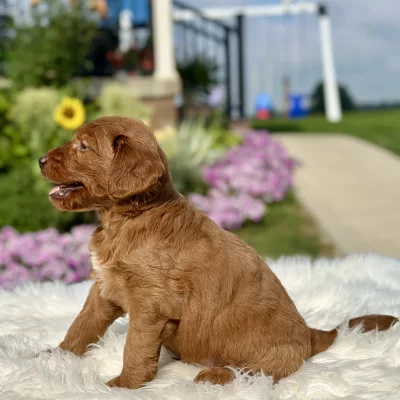 F1 Mini Goldendoodle puppy for sale