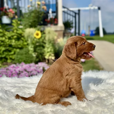 F1 Mini Goldendoodle puppy for sale