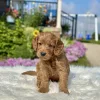 F1 Mini Goldendoodle puppy for sale