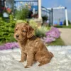 F1 Mini Goldendoodle puppy for sale