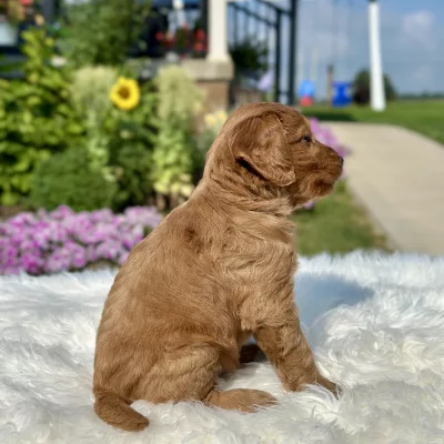 F1 Mini Goldendoodle puppy for sale