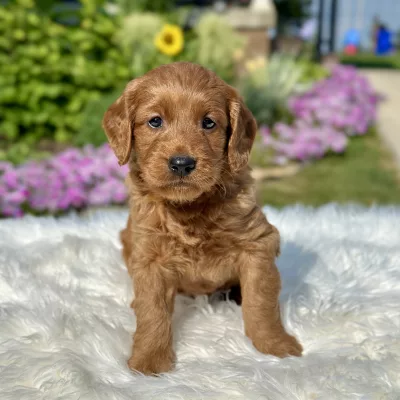 F1 Mini Goldendoodle puppy for sale