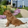 F1 Mini Goldendoodle puppy for sale