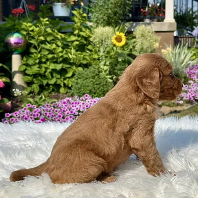 F1 Mini Goldendoodle puppy for sale