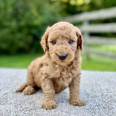 Male Mini Goldendoodle puppy for sale near you