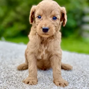 feMale Mini Goldendoodle puppy for sale near you