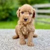 Male Mini Goldendoodle puppy for sale near you