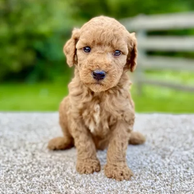 Male Mini Goldendoodle puppy for sale near you