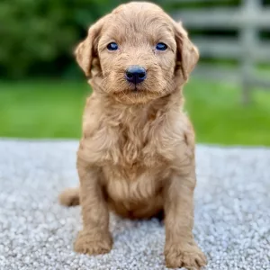 feMale Mini Goldendoodle puppy for sale near you