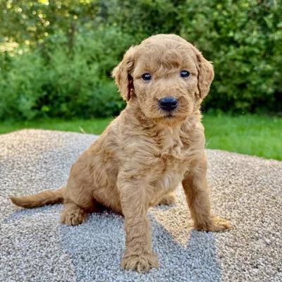 Male F1 Mini Goldendoodle puppy for sale near you