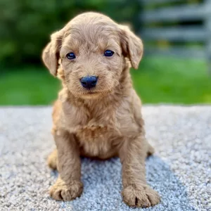 feMale f1 Mini Goldendoodle puppy for sale near you