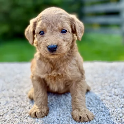 feMale f1 Mini Goldendoodle puppy for sale near you