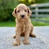 Male F1 Mini Goldendoodle puppy for sale near you