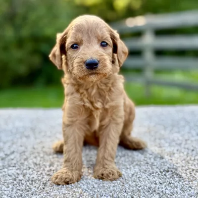 Male F1 Mini Goldendoodle puppy for sale near you