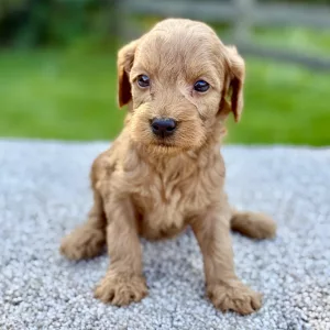 Female F1 Mini Goldendoodle puppy for sale near you