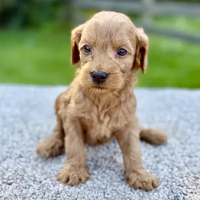 Female F1 Mini Goldendoodle puppy for sale near you