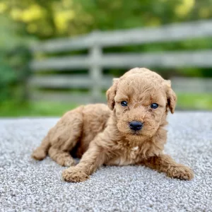 Male F1 Mini Goldendoodle puppy for sale near you