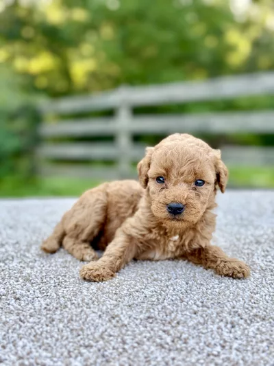 Male F1 Mini Goldendoodle puppy for sale near you