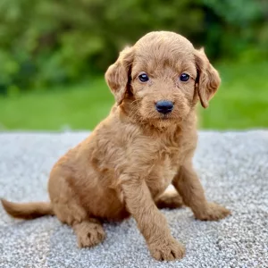Female F1 Mini Goldendoodle puppy for sale near you