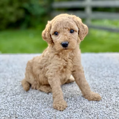 Female F1 Mini Goldendoodle puppy for sale near you