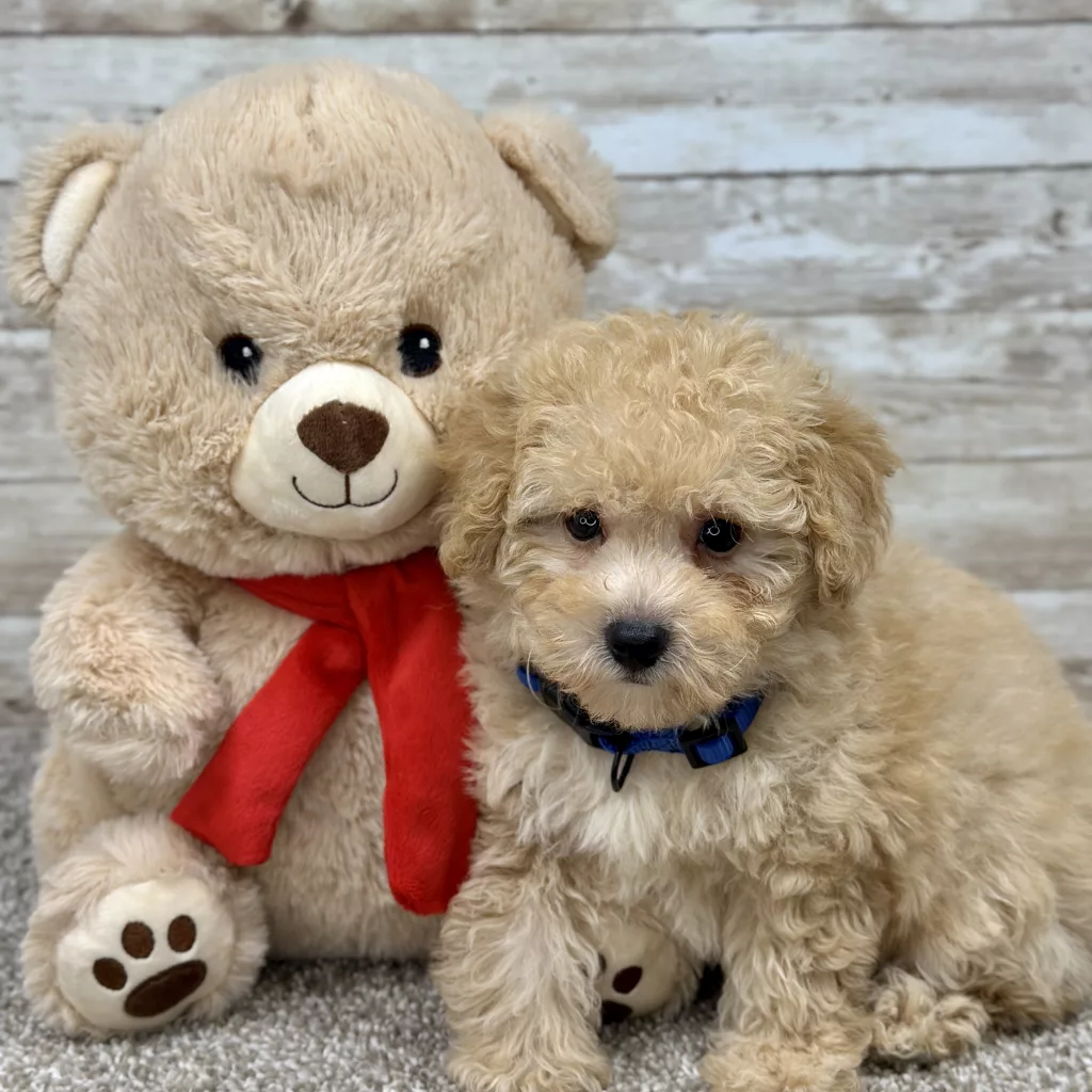 Poodle Cream Puppy for sale - ITPE9996