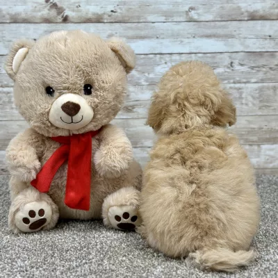 Poodle Cream Puppy for sale - ITPE9996