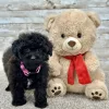 Poodle Black Puppy for sale - ITPE9995
