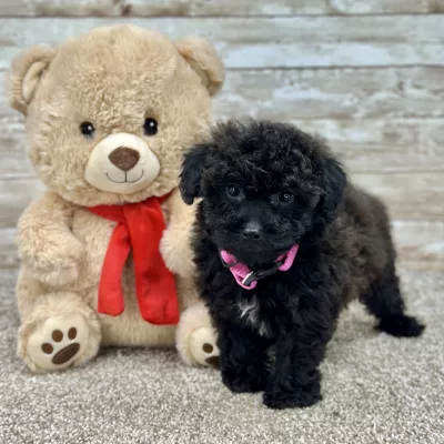 Poodle Black Puppy for sale - ITPE9995