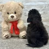 Poodle Black Puppy for sale - ITPE9995